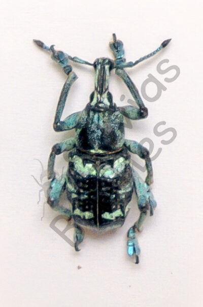 Eupholus linnei