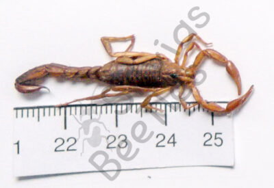 Skorpione sp.