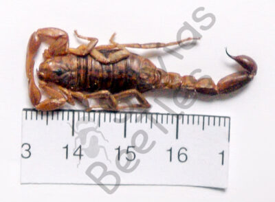 Skorpione sp.