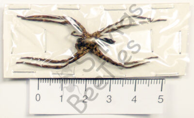 Arachnidae ssp.