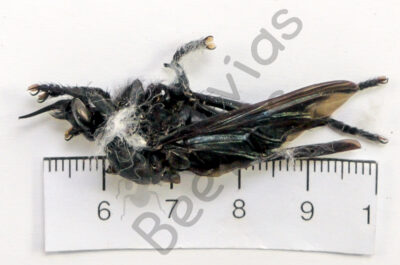 Asilidae ssp.