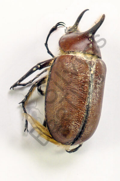 Golofa sp.
