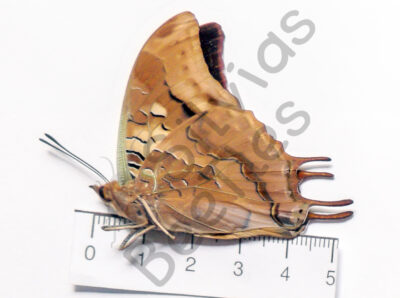 Charaxes Antamboulou