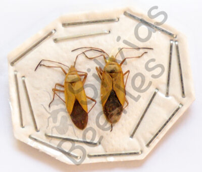 Heteroptera ssp.