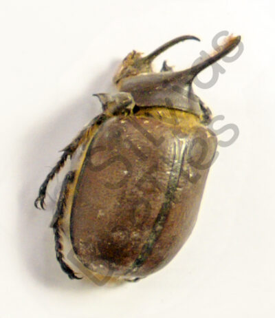 Golofa sp.