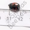 Hister quadrimaculatus - Image 2