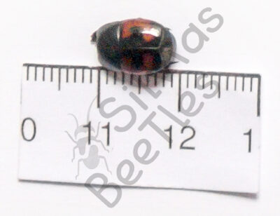 Hister quadrimaculatus