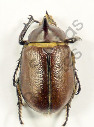 Golofa sp.