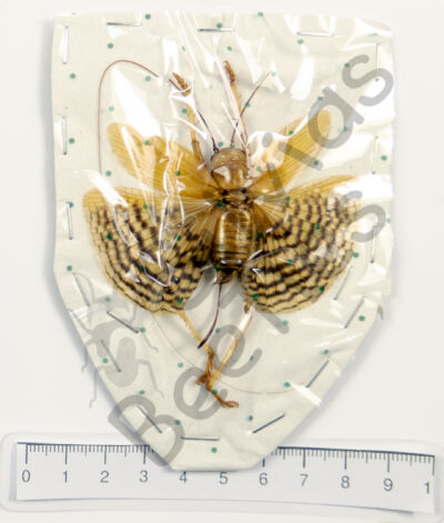 Gryllacrididae sp., female