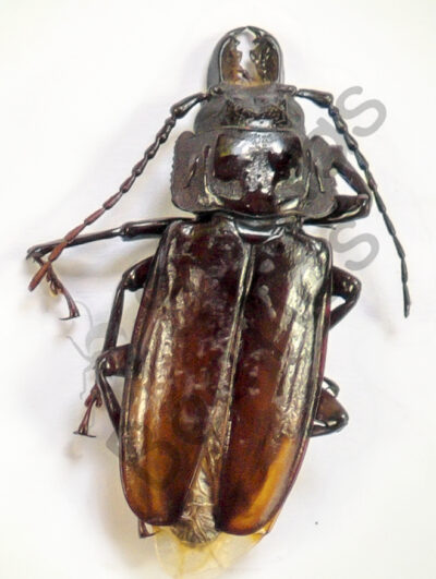 Prionidae ssp.