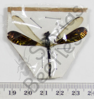 Rhinocypha anisoptera