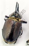 Golofa sp.
