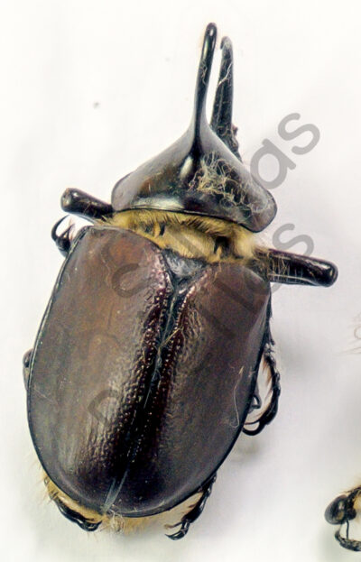 Golofa sp.