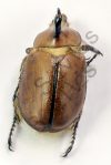 Golofa sp.