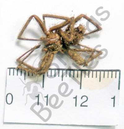 Arachnidae ssp.