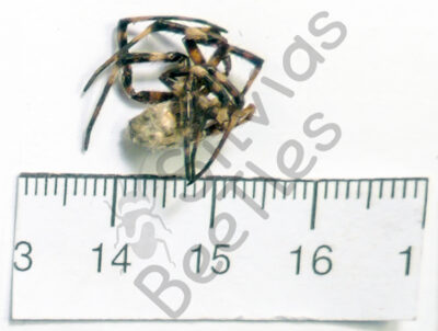 Arachnidae ssp.