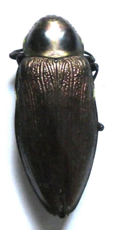 Euchroma gigantea