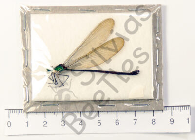 Odonata ssp.