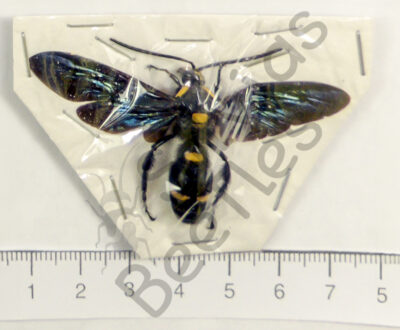 Megascolia procer