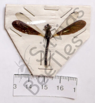 Rhinocypha anisoptera