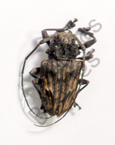 Steirastoma sp.
