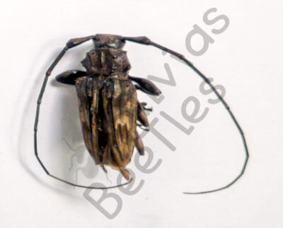 Steirastoma sp.