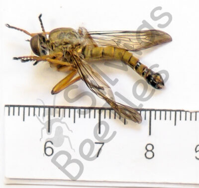 Asilidae ssp.