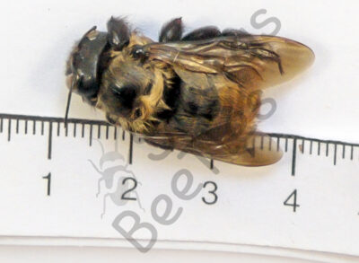 Hymenoptera ssp.