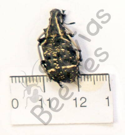 Tophoderes frenatus