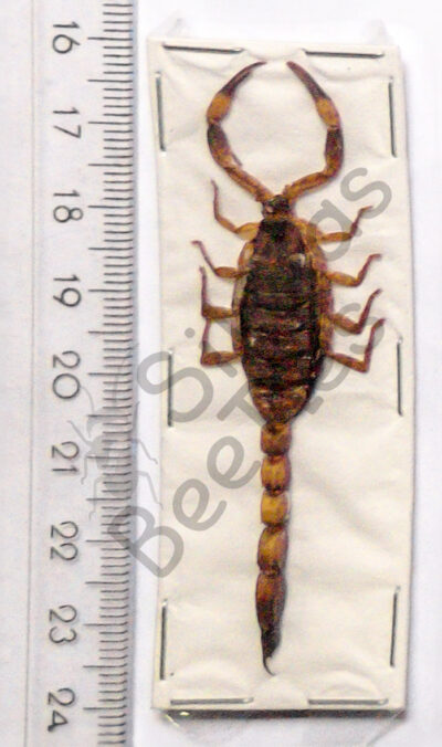 Skorpione sp.