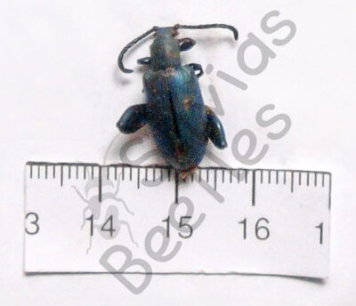 Sagra oberthuri