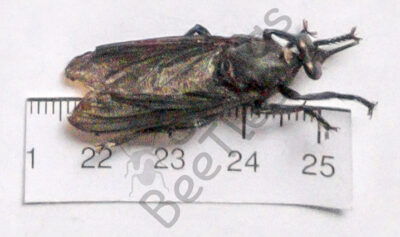 Asilidae ssp.