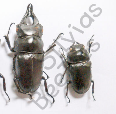 Prosopocoilus serricornis