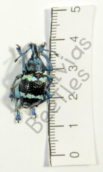 Eupholus linnei