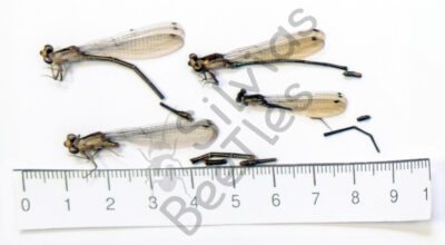Odonata ssp.