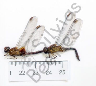 Odonata ssp.
