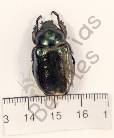 Rutelinae ssp.