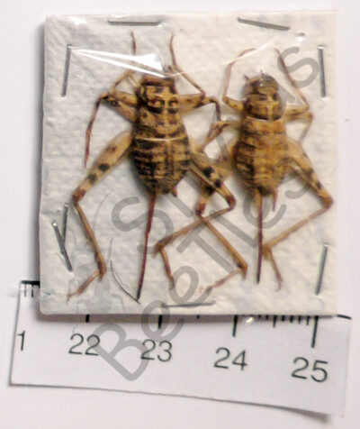 Orthoptera ssp.
