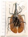 Mormolyce phyllodes