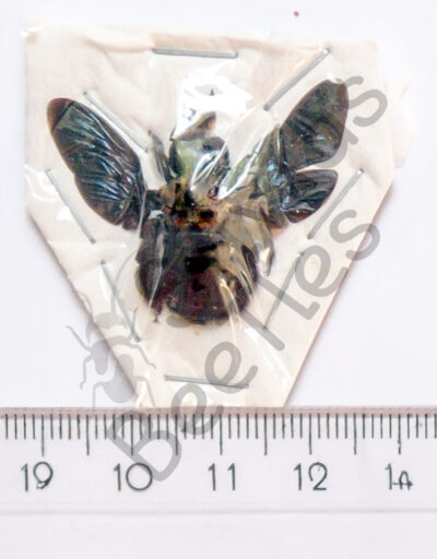 Xylocopae sp.