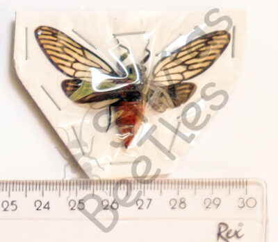 Huechys incarnata