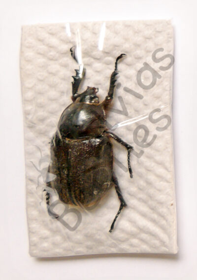 Heterogomphus hirtus, ♀