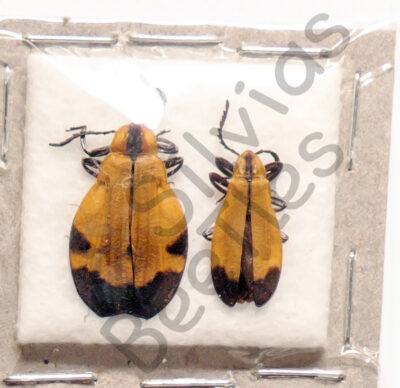 Lycidae ssp.
