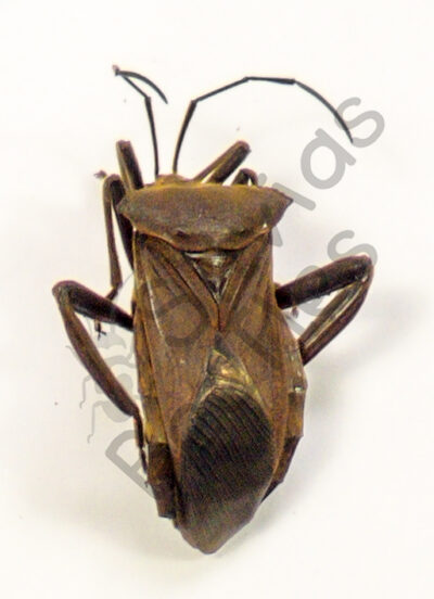 Heteroptera ssp.