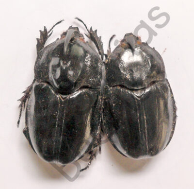 Enema pan, ♂ ♀