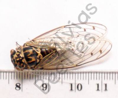 Cicicadae ssp.