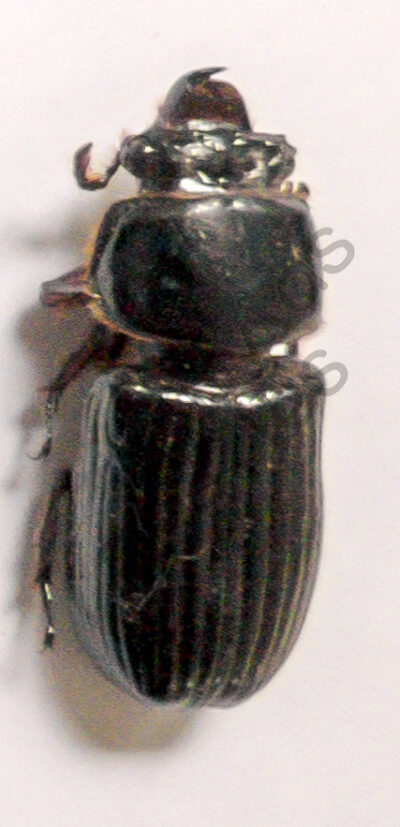Passalidae ssp.