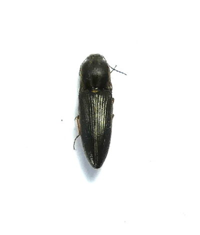 Elateridae ssp.