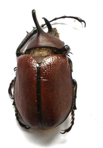 Golofa sp.