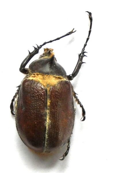 Golofa sp.